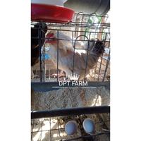 Gambar Telur fertil ayam kampung petelur unggul elba,Untuk di tetaskan dari rinasafira undefined 3 Tokopedia