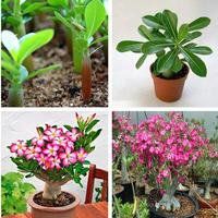 Gambar (Selalu Fresh) Biji adenium Obesum,Kamboja Jepang dari dimashopingshoping undefined 3 Tokopedia