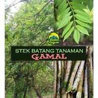 Gambar (20pcs) Stek Batang Tanaman Pagar Pohon Gamal Kleresede Sebreng Kalikiria Laraside Ki Hujan dari dimashopingshoping undefined 5 Tokopedia