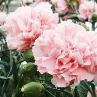 Gambar Bibit / Benih Biji Bunga Anyelir Merah Muda / Pink Beauty Flower seeds Isi 30 Biji dari dimashopingshoping undefined 1 Tokopedia