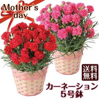 Gambar Bibit / Benih Biji Bunga Anyelir Merah Muda / Pink Beauty Flower seeds Isi 30 Biji dari dimashopingshoping undefined 3 Tokopedia