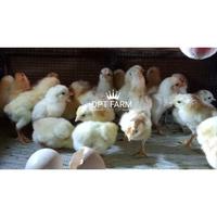 Gambar Telur fertil ayam kampung petelur unggul elba,Untuk di tetaskan dari rinasafira undefined 1 Tokopedia