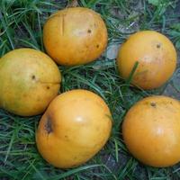 Gambar Buah Mundu Langka - Buah Apel Jawa dari MAHARDIKA IND undefined 4 Tokopedia