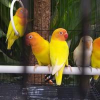 Gambar Love Bird burung Lutino MM paud Anakan khusus Grab dan Gojek dari LovelyStore10 undefined 2 Tokopedia
