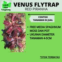Gambar NEW Venus Flytrap Red Piranha M dari brellstore27- undefined 1 Tokopedia