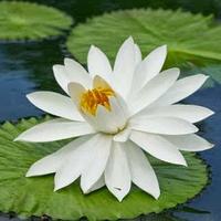 Gambar TERATAI AIR TUNJUNG BIRU Bibit tanaman teratai air BUNGA TUNJUNG BIRU BIBIT WATER LILY Nymphaea Teratai Capensis Putih Teratai Chromatella Kuning dari tokooxpor undefined 5 Tokopedia