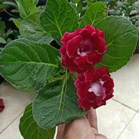 Gambar Tanaman hias bunga gloxinia 6 warna dari tokooxpor undefined 5 Tokopedia