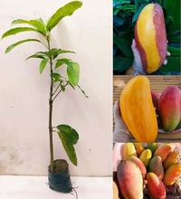 Gambar New Trend!, Bibit Mangga Red Ivory Okulasi Mangga Red Ivori Unggul dari caroline Seller undefined 1 Tokopedia