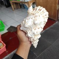 Gambar CANGKANG KERANG HIAS/KERANG LAUT HIAS/HIASAN KERANG/SEASHELL/SEASHELLS/KERAJINAN KERANG - K. A dari KARYA NUSANTARA IND undefined 3 Tokopedia