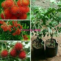 Gambar HARGA DI BANTING Terlaris Bibit Tanaman Buah Rambutan Okulasi Bonsai dari Khanzie_shop undefined 1 Tokopedia