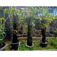 Gambar Batang pohon pakis untuk media tanam anggrek ukuran 1 meter dari herbs&plants store undefined 2 Tokopedia