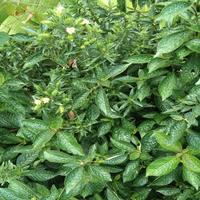 Gambar Daun Keji Beling Pecah Beling Tanaman Sehat  untuk Mengatasi Penyakit Kronis Diabetes Mencegah Kanker dan Tumor Mengobati Batu Ginjal Solusi Alami Kesehatan Anda dari Distributor Anggrek undefined 3 Tokopedia