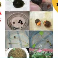 Gambar [GP] BIJI BUNGA TERATAI LOTUS ANEKA WARNA 50 PCS dari Garden Park undefined 2 Tokopedia