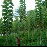 Gambar Bibit Pohon Jati Solomon Super Lurus Grosir/ Bibit Jati Solomon Unggul dari fajria plants shop undefined 3 Tokopedia