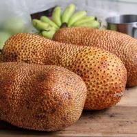 Gambar buah cempedak manis perbuah 1kg dari MAHARDIKA IND undefined 2 Tokopedia