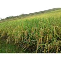 Gambar Dudung Tani - Benih Padi Unggul Cibatu 06 Original dari Dudung Tani undefined 3 Tokopedia