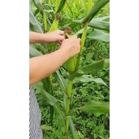 Gambar Dudung Tani - Benih Jagung Jepang Ketan (Pulut) Hitam @ 1Kg/Pcs dari Dudung Tani undefined 2 Tokopedia