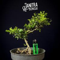 Gambar Udin Tani - Bonsai Kemuning Micro Jadi Siap Pajang dari Udin Tani undefined 3 Tokopedia