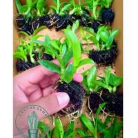 Gambar Anggrek Dendrobium / Tanaman Hidup Anggrek Dendrobium Bunga Hidup Anggrek Dendrobium / Anggrek Asli Dendrobium . dari evlikosmetik undefined 2 Tokopedia