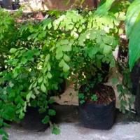 Gambar pohon suplir / tanaman hias suplir / pohon pakis suplir dari Distributor Anggrek undefined 2 Tokopedia