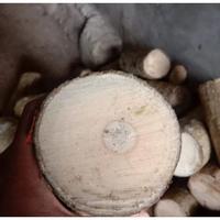 Gambar stek pohon hanjuang brazilian wood hijau - bahan bonsai dari Laleurlanang undefined 4 Tokopedia