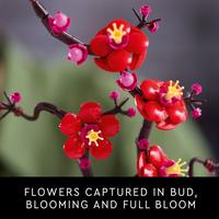 Gambar DingDong - LEGO Botanicals 10369 Plum Blossom (327 Pieces) Mainan Susunan Balok (18 Tahun+) dari DingDongid undefined 5 Tokopedia
