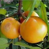 Gambar Buah Mundu Langka asli - Buah Apel Jawa Segar Fresh 1 Pcs dari MAHARDIKA IND undefined 5 Tokopedia