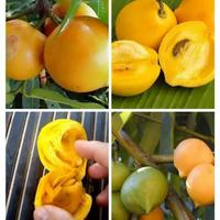Gambar Buah Mundu Langka asli - Buah Apel Jawa Segar Fresh 1 Pcs dari MAHARDIKA IND undefined 3 Tokopedia