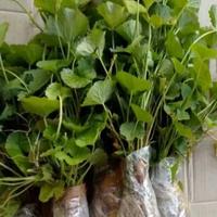 Gambar Bibit Tanaman Antanan-Daun pegagan-pohon Antanan-Obat Herbal dari Distributor Anggrek undefined 3 Tokopedia