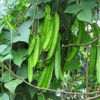Gambar 2 Biji - Benih Biji Kacang Kecipir dari BERKEBUN DIRUMAH_NEW undefined 4 Tokopedia