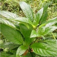 Gambar Daun reundeu fresh sayuran daun rende lalapan khas sunda sehat dari ASIPA HERBAL 1 undefined 3 Tokopedia