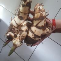Gambar Bibit Tanaman Umbi Ganyong Putih Organik Tinggi 30cm dari Indra Gunawan.id undefined 2 Tokopedia