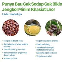 Gambar Laziss- JENGKOL TUA SUPER KEMASAN 1KG/JENGKOL TUA SEGAR/JENGKOL TUA MENTAH/JENGKOL SEGAR PILIHAN/JENGKOL KUALITAS SUPER/JENGKOL BENGKULU/JENGKOL MUDA/JENGKOL KULIT/JENGKOL FRESH/SAYURAN SEGAR/JENGKOL TUA MURAH/JENGKOL MURAH/JENGKOL MENTAH dari kasembalamas undefined 2 Tokopedia