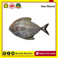 Gambar Laziss- Ikan Segar Lele Gurame Nila Bawal Mas Hidup Segar - Berkah Butcher dari kasembalamas undefined 1 Tokopedia