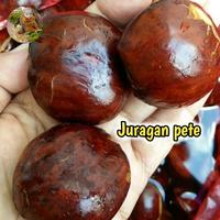 Gambar Laziss- JENGKOL TUA SUPER KEMASAN 1KG/JENGKOL TUA SEGAR/JENGKOL TUA MENTAH/JENGKOL SEGAR PILIHAN/JENGKOL KUALITAS SUPER/JENGKOL BENGKULU/JENGKOL MUDA/JENGKOL KULIT/JENGKOL FRESH/SAYURAN SEGAR/JENGKOL TUA MURAH/JENGKOL MURAH/JENGKOL MENTAH dari kasembalamas undefined 3 Tokopedia