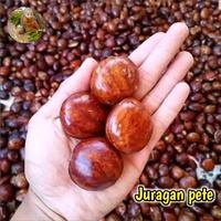 Gambar Laziss- JENGKOL TUA SUPER KEMASAN 1KG/JENGKOL TUA SEGAR/JENGKOL TUA MENTAH/JENGKOL SEGAR PILIHAN/JENGKOL KUALITAS SUPER/JENGKOL BENGKULU/JENGKOL MUDA/JENGKOL KULIT/JENGKOL FRESH/SAYURAN SEGAR/JENGKOL TUA MURAH/JENGKOL MURAH/JENGKOL MENTAH dari kasembalamas undefined 1 Tokopedia
