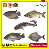 Gambar Laziss- Ikan Segar Lele Gurame Nila Bawal Mas Hidup Segar - Berkah Butcher dari kasembalamas undefined 2 Tokopedia