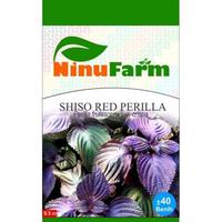 Gambar Produk Baru - - Shiso Red Perilla / Benih Tanaman Daun Hias Merah / Bibit Tanaman Toko Sri Mul dari Toko Sri Mul undefined 3 Tokopedia