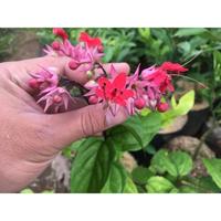 Gambar Ready Tanaman Hias Nona Makan Sirih / Bunga Hias Nona Makan Sirih - Bunga Putih dari bangkar69 undefined 4 Tokopedia