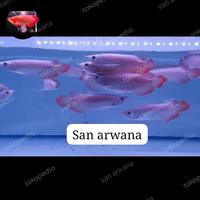 Gambar SR SEPAUK IKAN ARWANA SUPER RED SR CHILI dari Dapur Stok undefined 4 Tokopedia