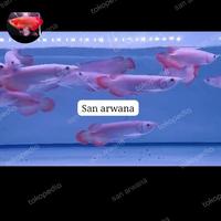 Gambar SR SEPAUK IKAN ARWANA SUPER RED SR CHILI dari Dapur Stok undefined 2 Tokopedia