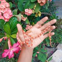 Gambar TERBARU!! baby corn snake amel murah dari juto stor undefined 1 Tokopedia