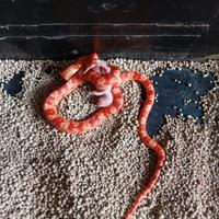 Gambar TERBARU!! baby corn snake amel murah dari juto stor undefined 4 Tokopedia
