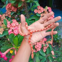 Gambar TERBARU!! baby corn snake amel murah dari juto stor undefined 2 Tokopedia