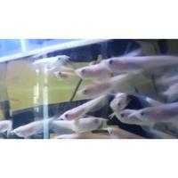 Gambar NEW- HIASAN AKUARIUM AROWANA SILVER ALBINO dari s z s undefined 2 Tokopedia