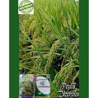 Gambar BENIH PADI ZIZANIA ACEH 5KG TERBARU dari alfathirofficial1 undefined 1 Tokopedia