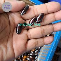 Gambar UMPAN MANCING GALATAMA LELE KECOA BATU ATAU KECOA TANAH/TERKELAK/MENJE dari idola sportku undefined 2 Tokopedia