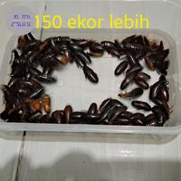 Gambar UMPAN MANCING GALATAMA LELE KECOA BATU ATAU KECOA TANAH/TERKELAK/MENJE dari idola sportku undefined 1 Tokopedia