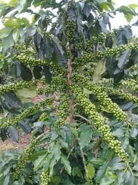 Gambar Terbaru Bibit Kopi Siap Semai Arabika Ateng Super Pucuk Hijau 1 Kg 2000 Biji Terlaris dari Sadewa Store1 undefined 2 Tokopedia