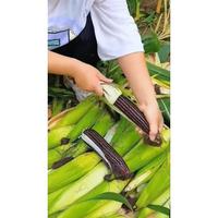 Gambar Benih Jagung Jepang Ketan (Pulut) Hitam @ 1kg/pcs dari Pertanian25 undefined 5 Tokopedia